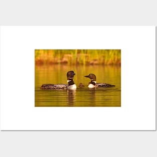 Common loon family portrait Posters and Art